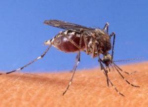 A mosquito feeding on human blood