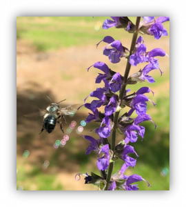 Native bee in flight approaching inflorescence 