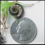 an armyworm beside a US quarter