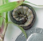 an armyworm beside a US quarter
