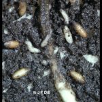 Cabbage maggot larvae and pupae in the soil