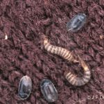 Photo of three carpet beetle adults and two carpet beetle larvae