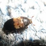 closeup image of a Larder Beetle