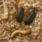 photo of mealworms (a larva, pupa and two adults)