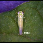 a closeup photo of a Potato Leafhopper