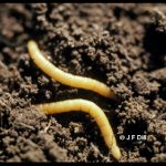 a pair of wireworms in the soil