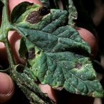 Early Blight of Tomato - Cooperative Extension: Insect Pests, Ticks and ...