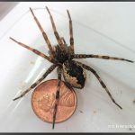 a Dark Fishing Spider in the genus Dolomedes; photographed March 21st, 2019