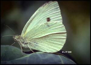 a Cabbage White butterfly perched on a cabbage leaf