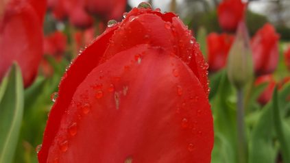close up photo of a tulip flower in a field of tulips