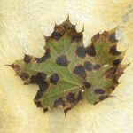 Tar spot (Rhytisma acerinum) disease on a maple leaf
