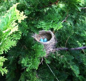 Robin's nest in cedar tree with 2 eggs