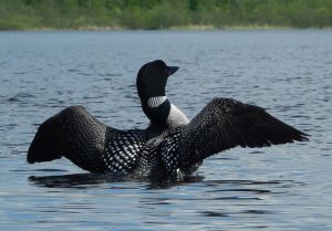 loon with wings spread