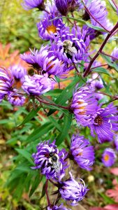 Bees on wild asters