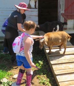 kids petting goats
