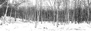 black & white art depicting birch trees in snow