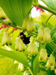 Bumble bee on Solomons seal plant