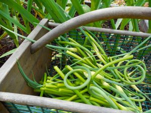 Harvest basket of garlic scapes