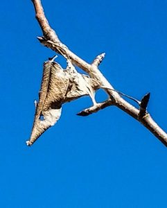 Browntail moth nest in pear branch
