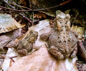 Two American toads on dry leaves