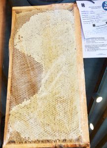 a frame of honey in beeswax comb on display