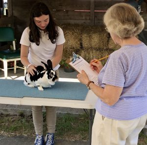 Girl Showing her rabbit to a judge at Union Fair