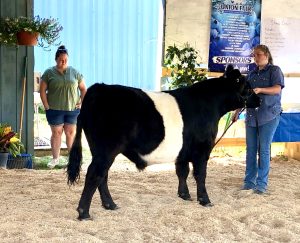 Belted Galloway Heifer being shown by a 4-H member