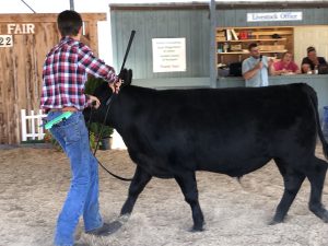 Beef heifer being lead by a 4-H member at Union Fair