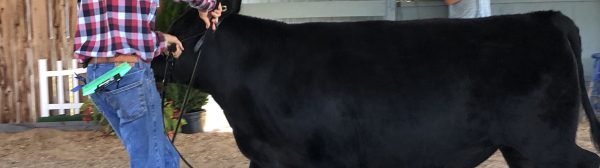 Beef heifer being lead by a 4-H member at Union Fair