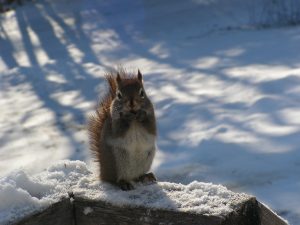 Squirrel with nut on a rock in snow
