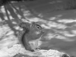 squirrel on rock in snow