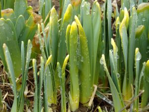 dewy plants sprouting from bulbs in the spring