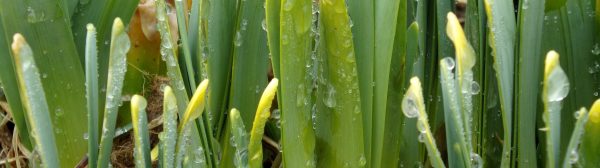 dewy plants sprouting from bulbs in the spring
