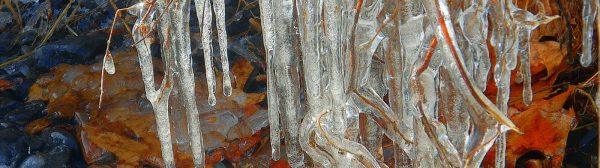 Icicles coating the branch of a shrub with orange leaves in background