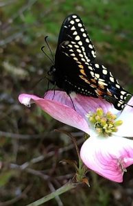 lack butterfly with white spots sitting on a pink dogwood blossom