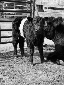 Black and white pic of belted galloway calf