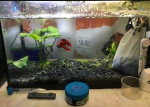 aquarium with fish and plants on a table