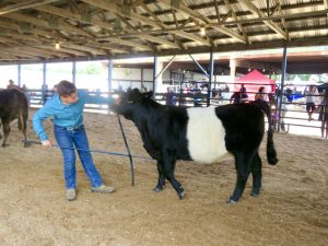 Young woman correcting the stance of her beef Heifer at a livestock show