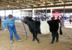 Young woman correcting the stance of her beef Heifer at a livestock show