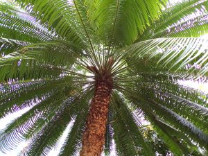 view looking up at the underside of a palm tree