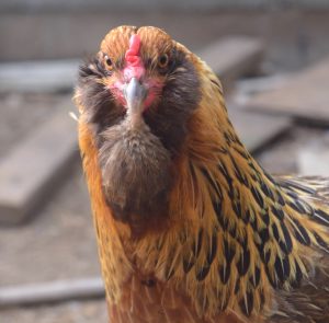 closeup of Ameraucana hen