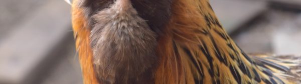 closeup of Ameraucana hen