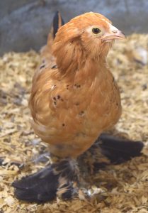 closeup of a chick