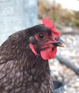 closeup of dark hen