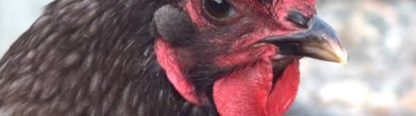 closeup of dark hen