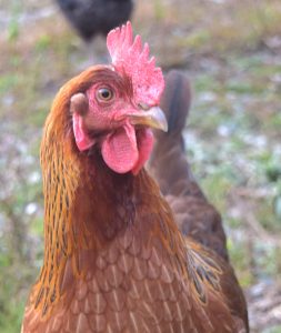 closeup of orange hen