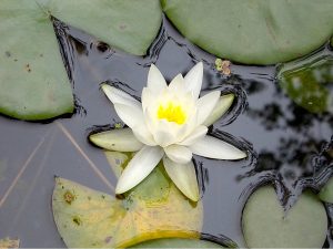 white waterlily blossom and pads in water