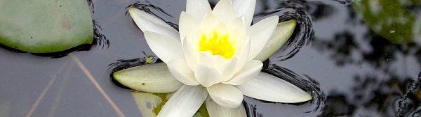 white waterlily blossom and pads in water