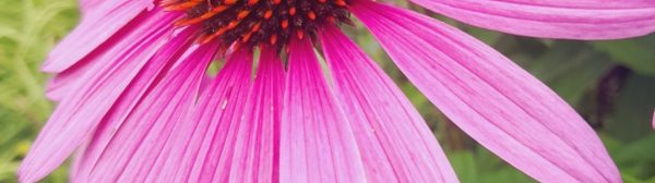 closeup of purple echinacea blossom