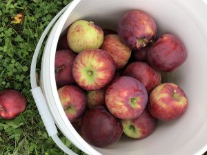 red and green apples in a white plastic pail to right, with grass and clover to left